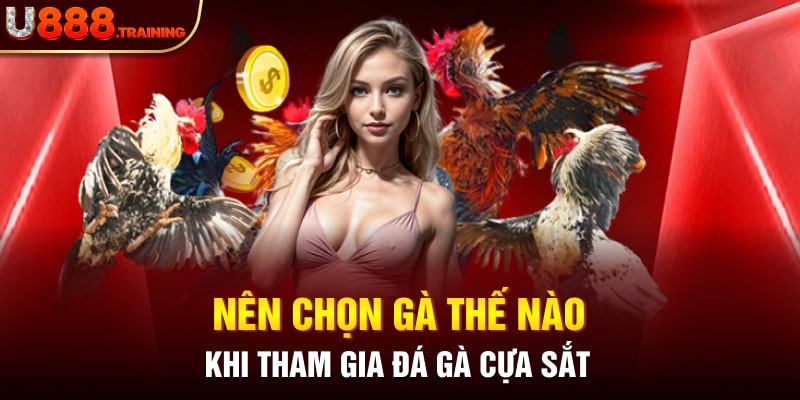 Cách chọn gà đá hay khi tham gia đá gà cựa sắt